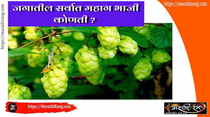 Most Expensive Vegetable